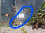 3 vissen 10 a 12cm groot, Dieren en Toebehoren, Vissen | Aquariumvissen