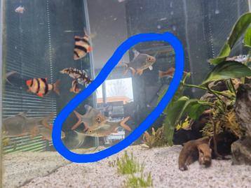 3 vissen 10 a 12cm groot, Dieren en Toebehoren, Vissen | Aquariumvissen