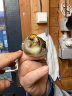 Mooie bonte kruisers van 2025, Dieren en Toebehoren, Mannelijk, Wildzangvogel, Geringd