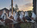 Duiven te koop, Dieren en Toebehoren, Vogels | Duiven