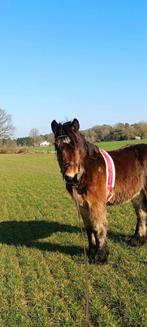 Belgisch trekpaard incl tuig, Dieren en Toebehoren, Paarden