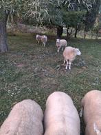 Volwassen gedekte ooien, Dieren en Toebehoren, Konijnen