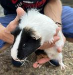 Cavia zeug, April, Vrouwelijk, Cavia