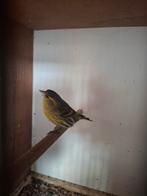 2 sijsjes mannen 2025, Dieren en Toebehoren, Mannelijk