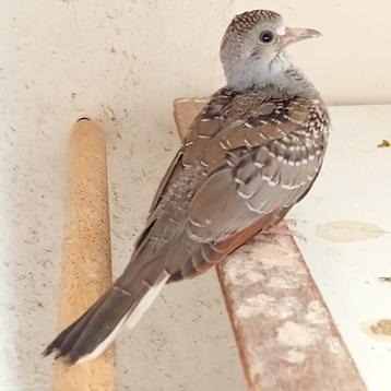 Vogels, Sexe inconnu