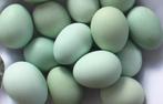 œufs bleus à la crème, legbar, 100% poules, Poule ou poulet, Femelle