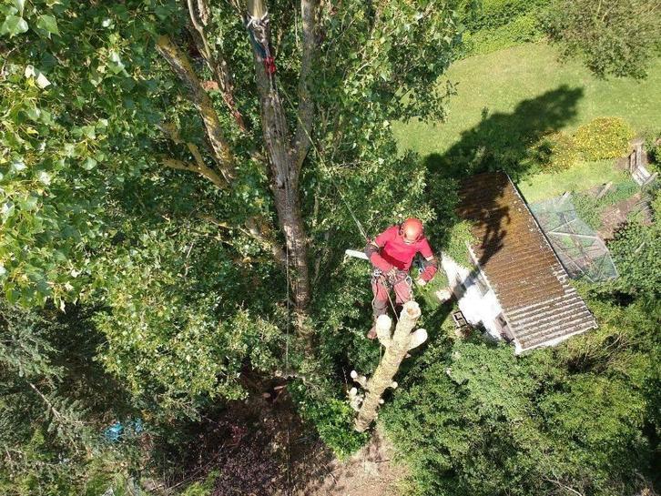 Travaux d'abattage / démontage / élagage d'arbres, Jardin & Terrasse, Plantes | Arbres, 400 cm ou plus, Enlèvement