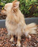 Keeshondje pomeriaan dame, Dieren en Toebehoren, Honden | Poolhonden, Keeshonden en Oertypen, België, Particulier, Keeshond, CDV (hondenziekte)