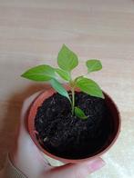 Peper Planten | Cayenne, Plein soleil, Enlèvement, Plantes potagères