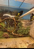 Tarin. Bolivie, Animaux & Accessoires, Oiseaux | Accessoires, Enlèvement ou Envoi