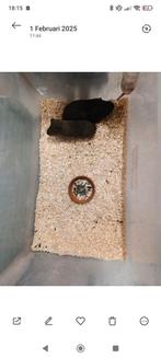 Cavia mannetje, Dieren en Toebehoren, Cavia