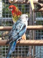 Rosella's  solden, Meerdere dieren, Parkiet, Geringd