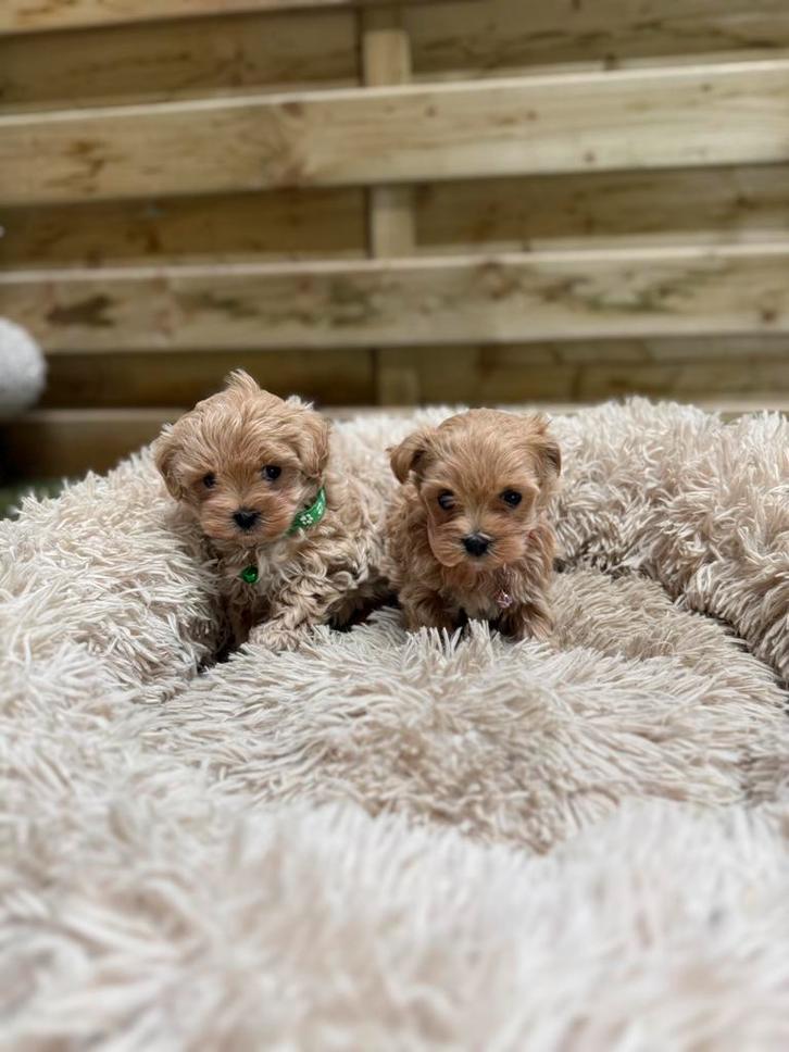 Prachtige maltipoo pups, Animaux & Accessoires, Chiens | Chihuahuas & Chiens de compagnie, Plusieurs animaux, Autres races, Éleveur | Professionnel
