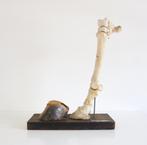 Anatomie model poot en hoef van koe taxidermie gebeente, Ophalen of Verzenden, Gebruikt, Boerderijdier