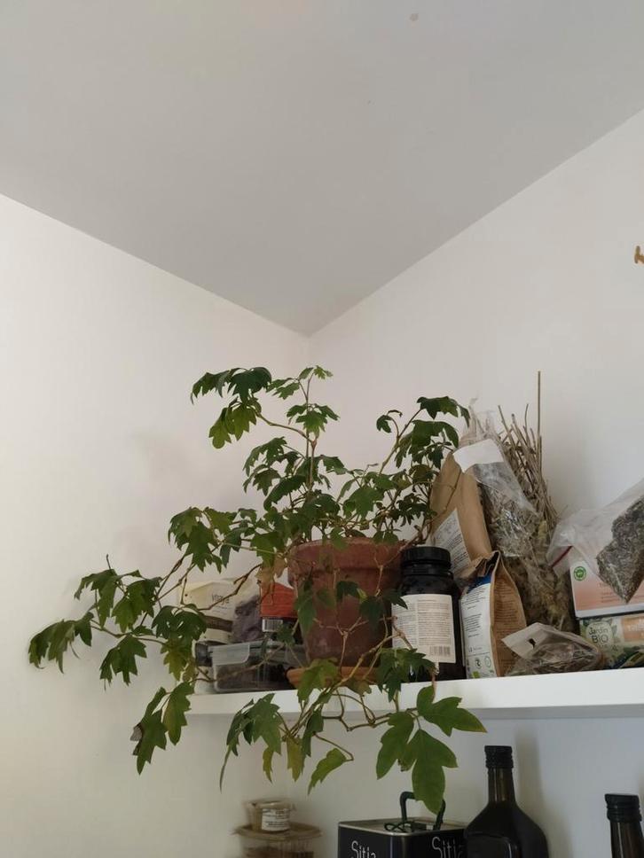 Cissus, Huis en Inrichting, Kamerplanten, Ophalen