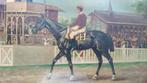 paard, Dieren en Toebehoren, Paarden