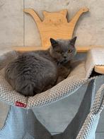 Brits korthaar, Dieren en Toebehoren, Poes