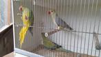 Halsbandparkieten, Dieren en Toebehoren, Vogels | Parkieten en Papegaaien, Meerdere dieren, Parkiet