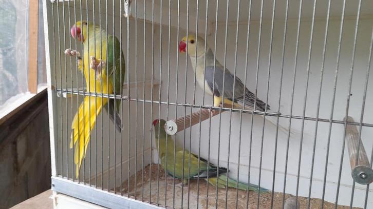 Halsbandparkieten, Animaux & Accessoires, Oiseaux | Perruches & Perroquets, Perruche, Plusieurs animaux