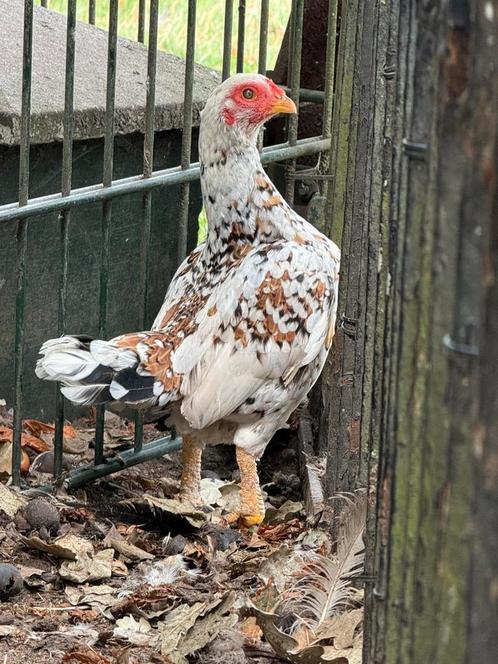Aseel kriel kweek trio NIEUWE PRIJS 30€, Dieren en Toebehoren, Vogels | Duiven