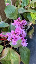 Bergenia cordifolia, Ophalen