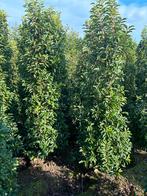 Portugese laurier tegen Stuntprijzen! 80 tot 300 cm hoog, Tuin en Terras, Planten | Struiken en Hagen, Ophalen, Hortensia