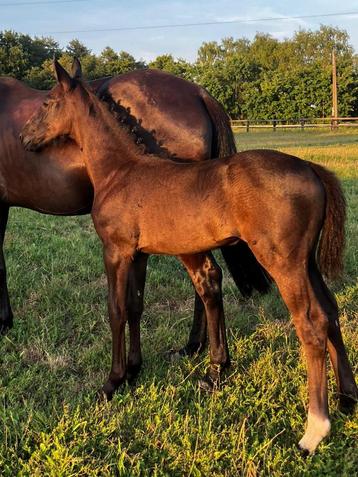 Verschillende veulens te koop, Étalon, Cheval de saut