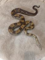 1.0 motley het albino, Dieren en Toebehoren, Slang, Tam, 3 tot 6 jaar