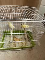 Canaris, Dieren en Toebehoren, Vogels | Kanaries, Zangkanarie