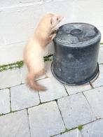 Huis fret, Juni
