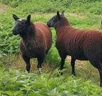 Bok lam, Mannelijk, Schaap, 0 tot 2 jaar
