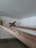 Pruimkoppen & Caique´s, Dieren en Toebehoren