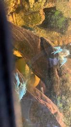 Blauwe florida kreeften, Dieren en Toebehoren, Vissen | Aquariumvissen, Kreeft, Krab of Garnaal