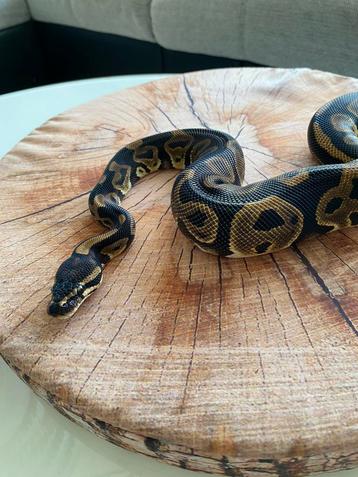 0.1 Leopard Pastel het DG het Piedbald  9’23