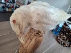 Corbeau blanc albinos taxidermie, Ophalen