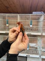 Kruising kapoetsensijs x kanarie (f2 )  (bc1), Animaux & Accessoires, Oiseaux | Oiseaux Autre, Mâle, Oiseau chanteur sauvage, Bagué