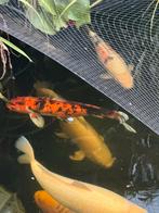 Koi Showa 60 cm