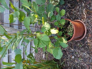 Zwarte els. 2 planten in pot. beschikbaar voor biedingen