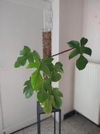 Philodendron Squamiferum, Huis en Inrichting, Kamerplanten, Ophalen