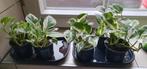 Epipremnum N'Joy hangplant €8/stuk, Huis en Inrichting, Kamerplanten, Ophalen