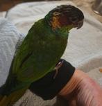 Blauwkeelparkiet, Dieren en Toebehoren, Vogels | Parkieten en Papegaaien