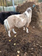 Dekhengst, Dieren en Toebehoren