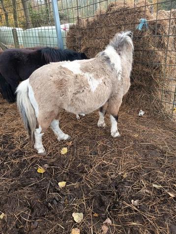 Dekhengst  beschikbaar voor biedingen