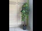 Grote PACHIRA AQUATICA, Ophalen, Palm, Halfschaduw, In pot