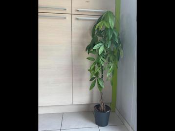 Grote PACHIRA AQUATICA beschikbaar voor biedingen
