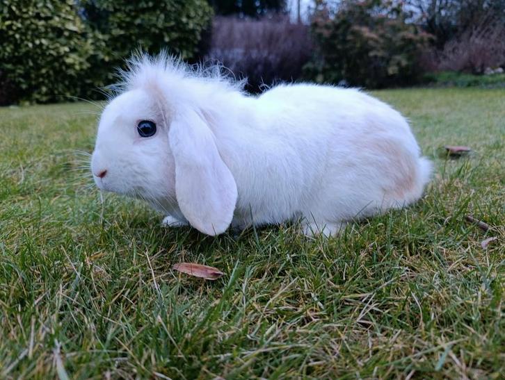 1 jong volwassen Nederlands dwerghangoortje, Dieren en Toebehoren, Konijnen, Klein, Mannelijk, 0 tot 2 jaar, Hangoor
