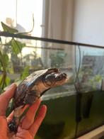 0-1 pelomedusa subrufa, Dieren en Toebehoren, Schildpad