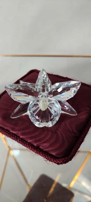 Orchidee met lichtgeel hart beschikbaar voor biedingen