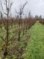 Perenbomen, conference, Tuin en Terras, Ophalen