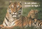 TIJGER  MET  WELP, Verzamelen, Postkaarten | Dieren, Verzenden, Ongelopen, Wild dier